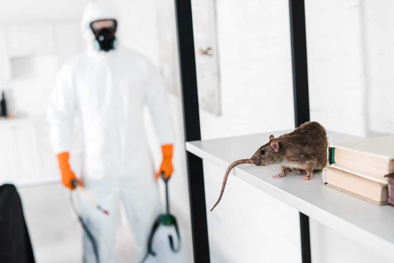 What you need to know to prevent rodents?