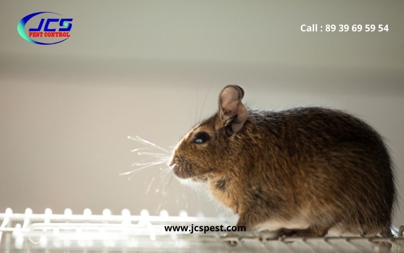 Rat Control Chennai