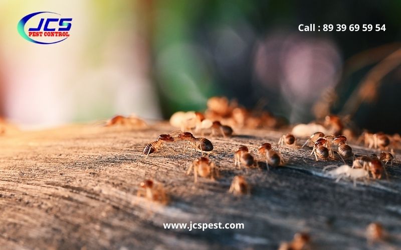 Termite Control Chennai