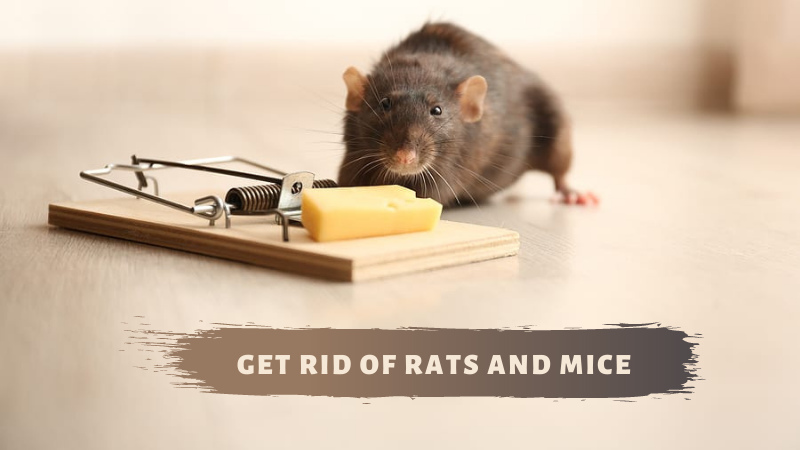 How can you get rid of mice completely?