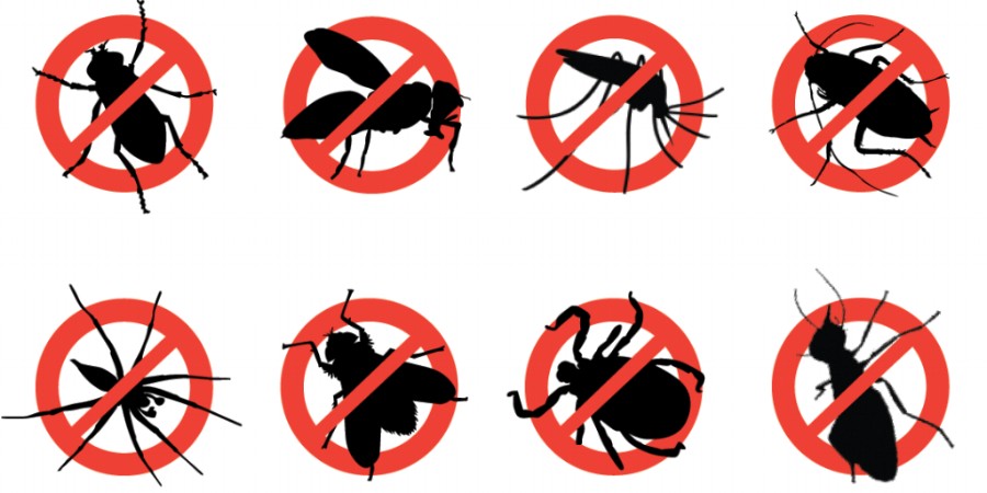 Pest Control Service for Residential