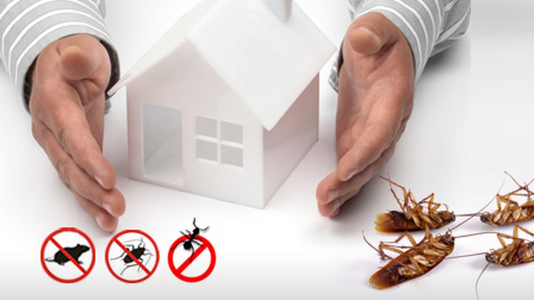 How do you find the best pest management service in your area?