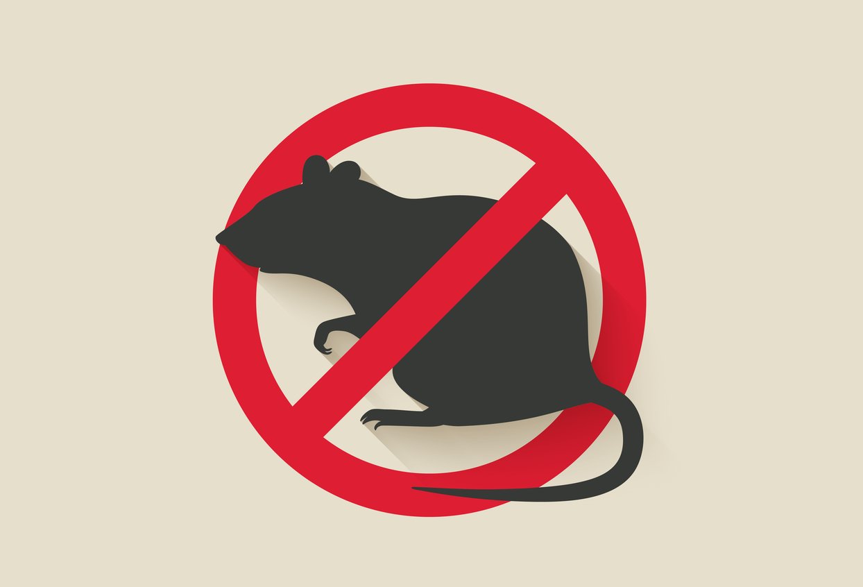 The Rodent Control Treatment by a Professional
