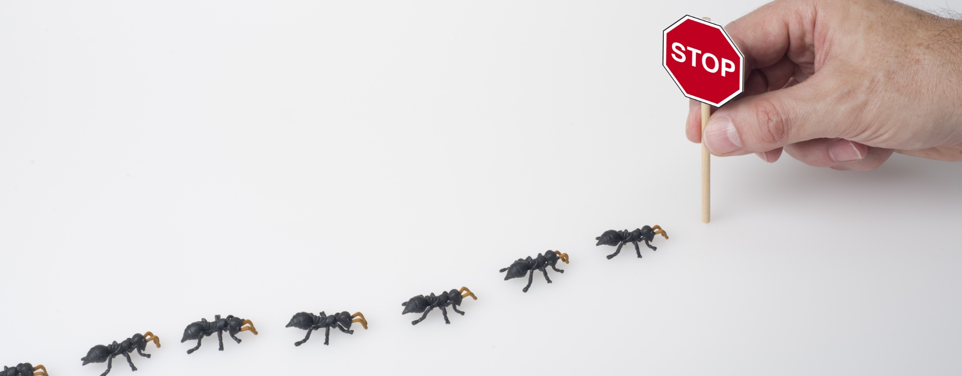 What is the fastest way to get rid of termites naturally?