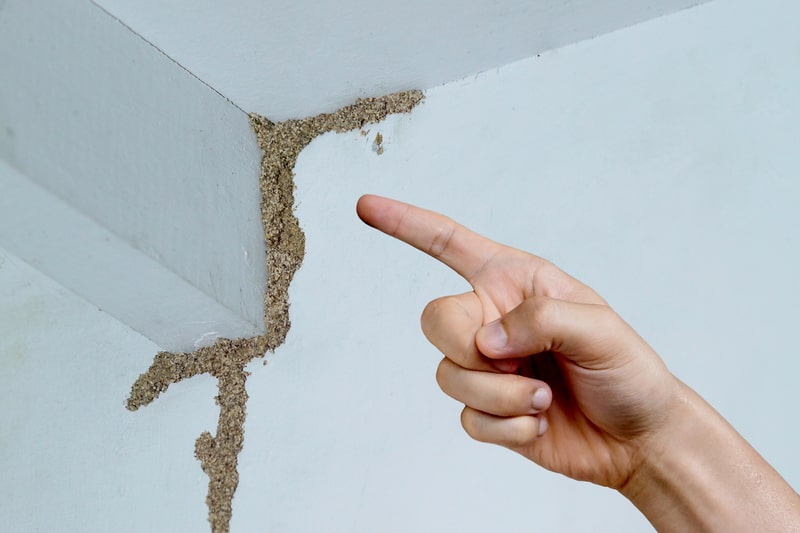 How can I remove termites from my wall?