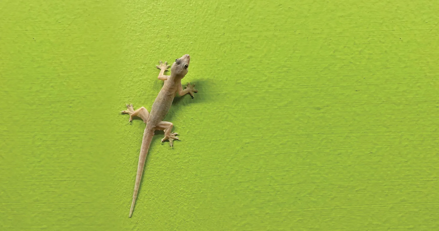 Are lizards killed by HIT spray?
