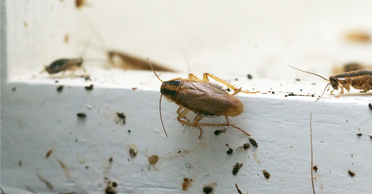 Things you should know in preventing Cockroaches from Home
