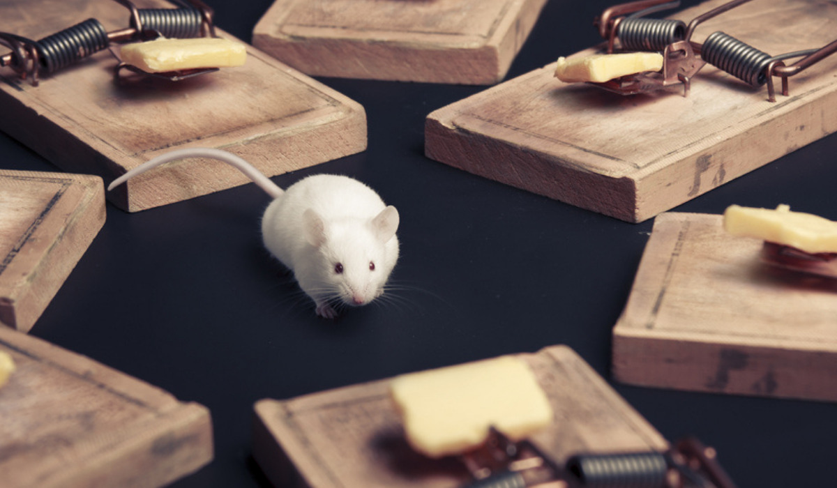 How to prevent ourselves from diseases caused by rodents?