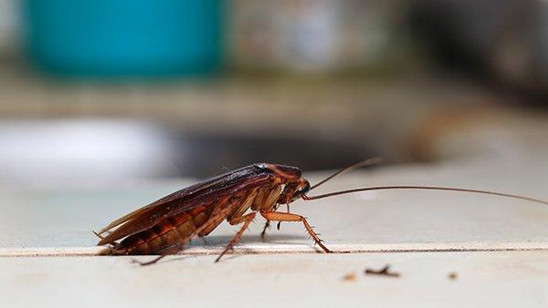 Warning signs of Cockroaches infestation