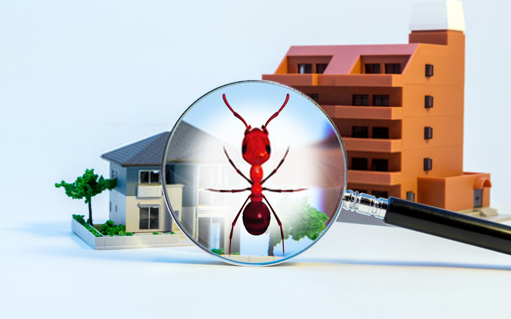 Common pest problems you may encounter in your home