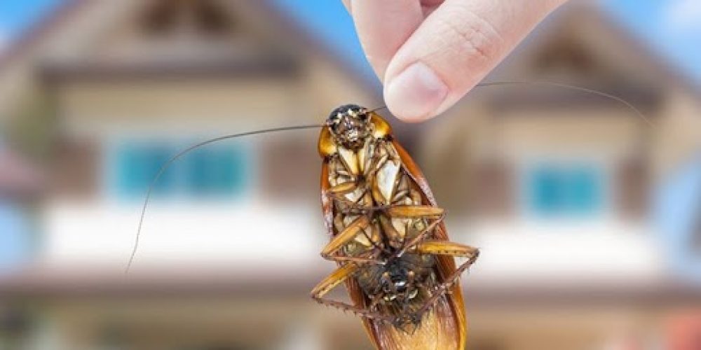 Benefits of a pest control maintenance plan for homeowners
