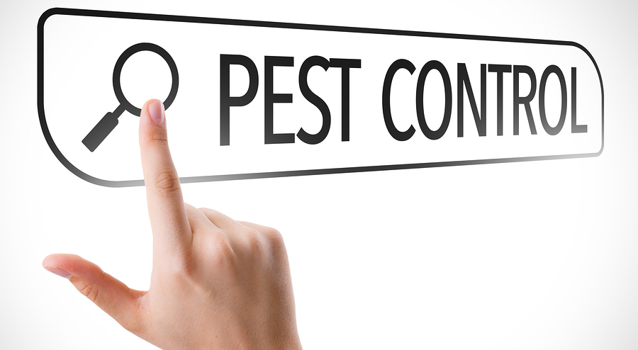 Are pest control services are worth for spending your money?