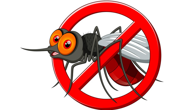 Best ways to get rid of mosquitoes in your home