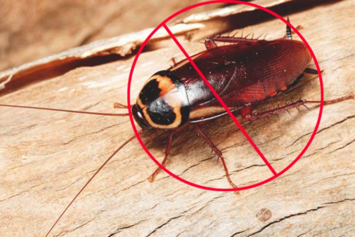 Tips to control cockroach from your home