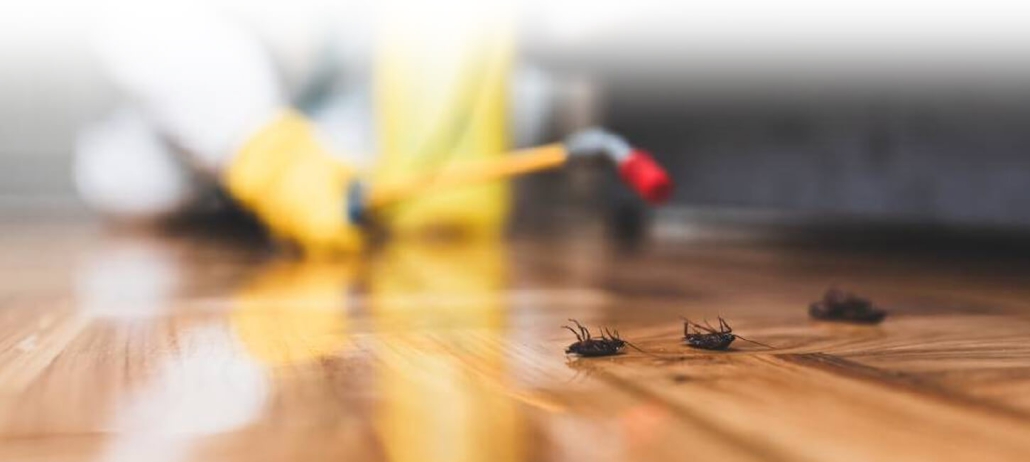 Unwanted Guests: The Shocking Truth About Pest Control and Prevention