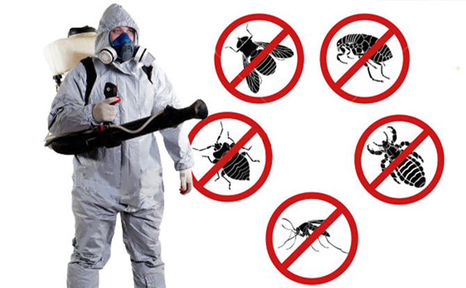 Adapting to the Times: The Evolution of Pest Control Services and Their Modern Solutions