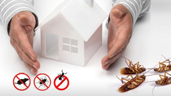 Defenders of Home Harmony: The Crucial Role of Pest Control Services in Maintaining a Healthy Household