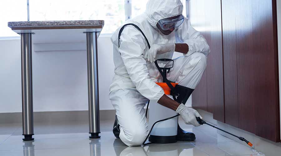 The Battle Against Pests: The Vital Role of Professional Pest Control Services
