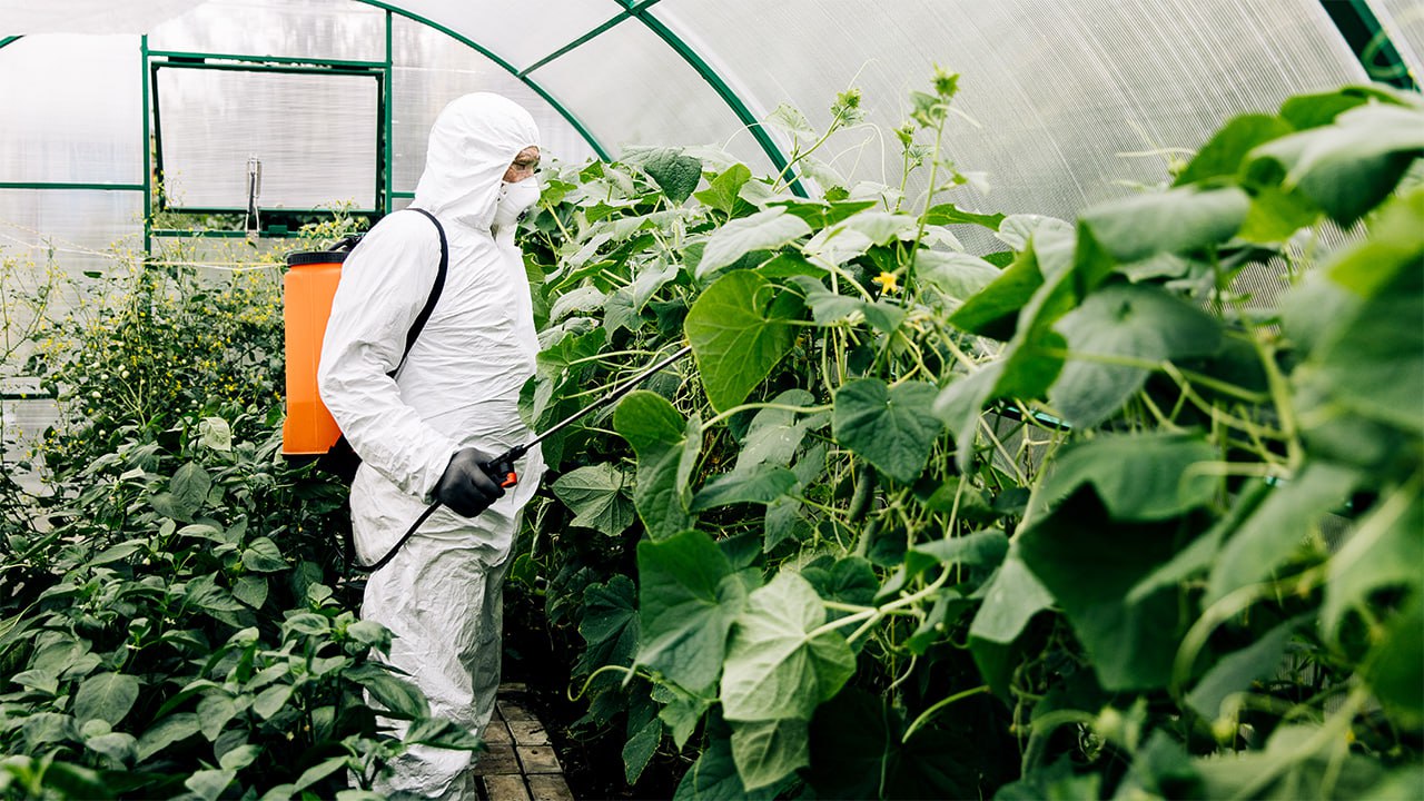 Maintaining Pest-Free Greenhouses: Overcoming Challenges with Effective Solutions