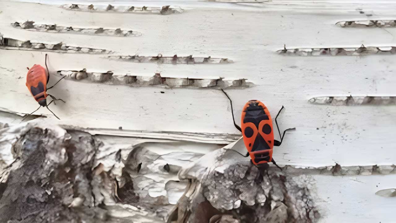 Busting the Myth: Do Termites Become More Active in Summer?