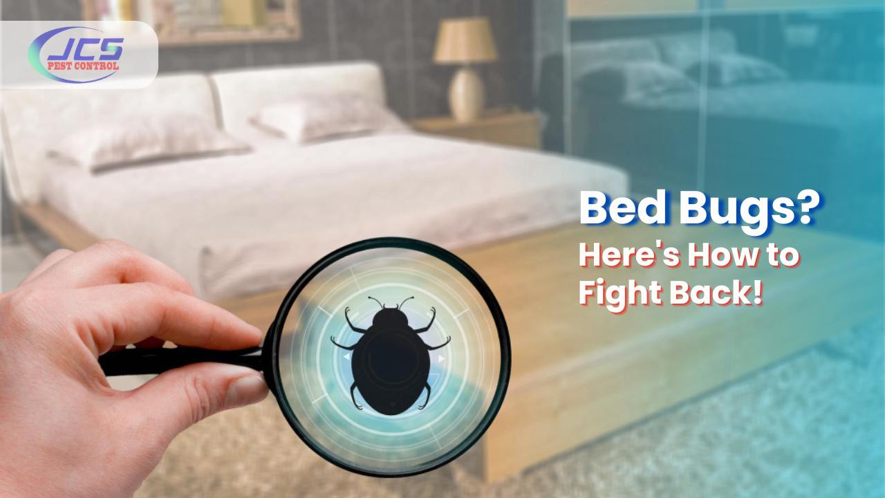 Sleep Tight: Defending Your Home Against Bed Bug Invasions