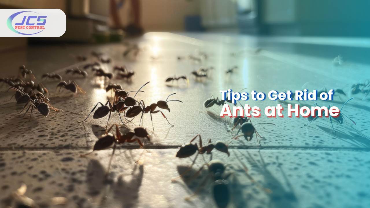 How to Get Rid of Ants from Your Home: Expert Tips and Techniques?