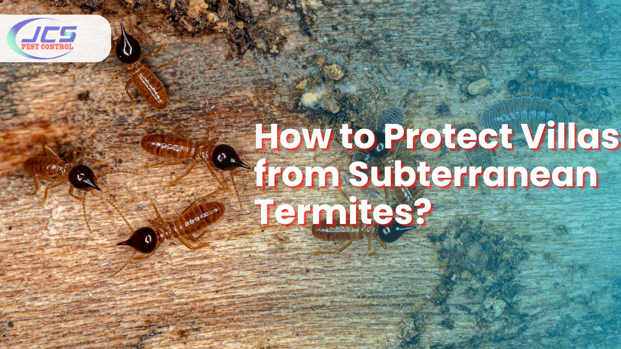 How to Protect Villas from Subterranean Termites?