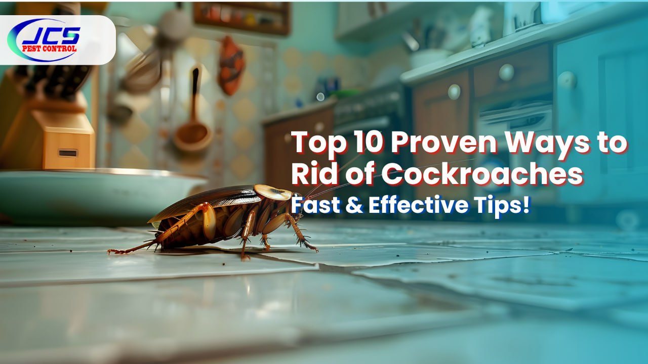 Top 10 Proven Ways to Get Rid of Cockroaches Fast and Keep Them Gone